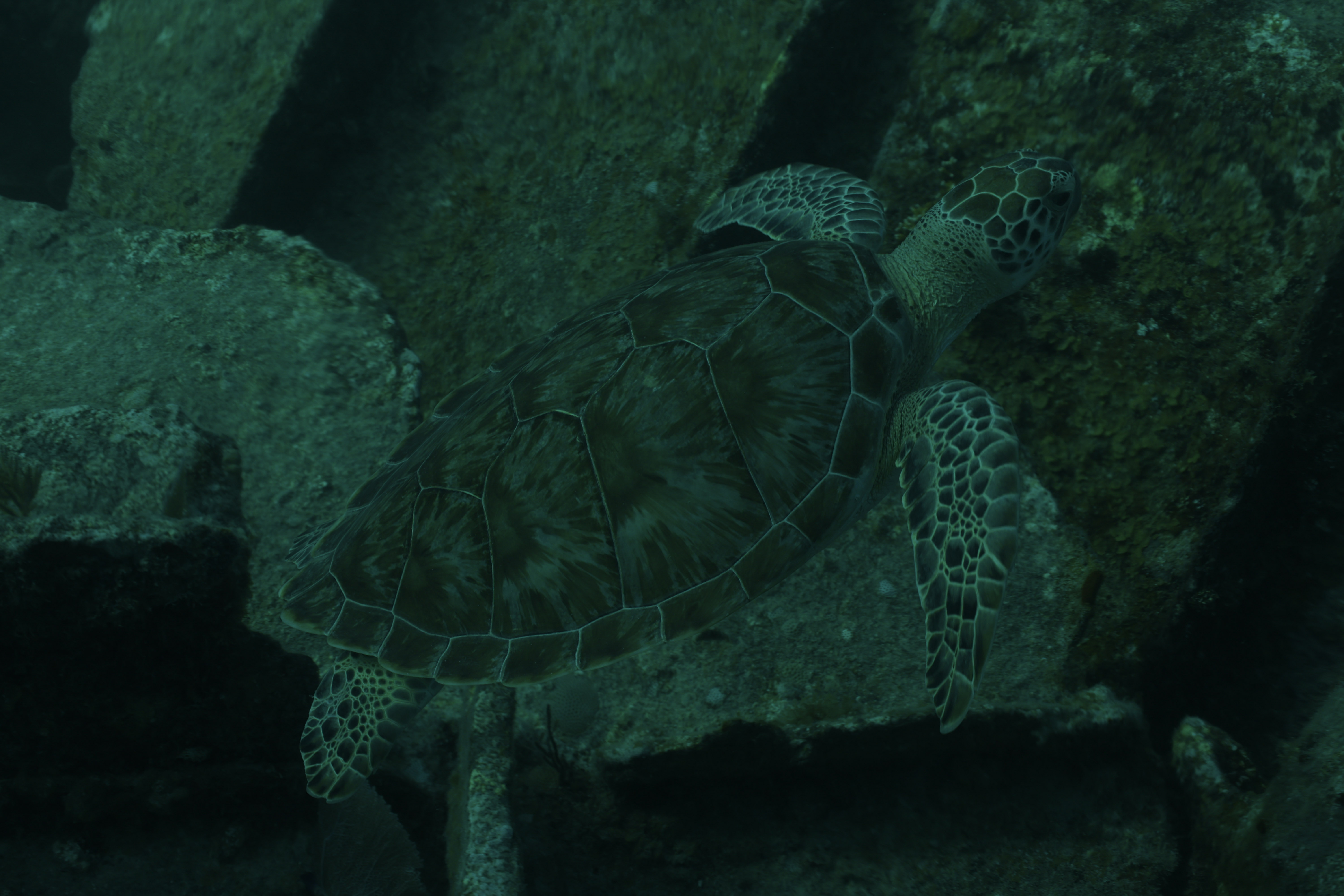 Turtle at the Benwood